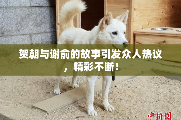 贺朝与谢俞的故事引发众人热议，精彩不断！
