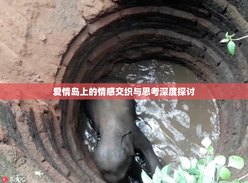 爱情岛上的情感交织与思考深度探讨