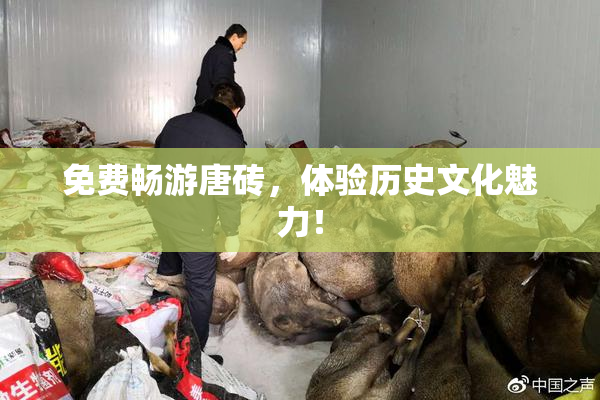 免费畅游唐砖，体验历史文化魅力！