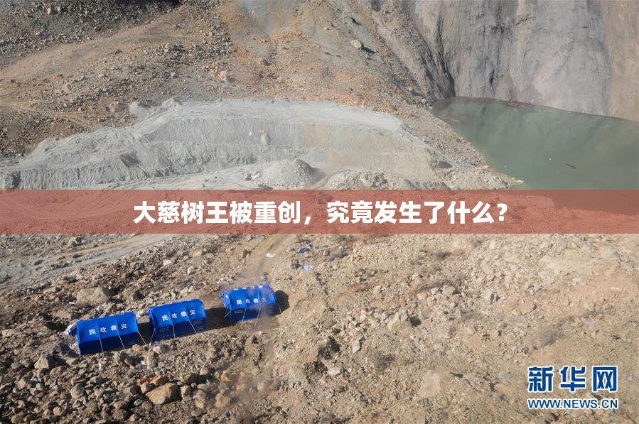 大慈树王被重创，究竟发生了什么？