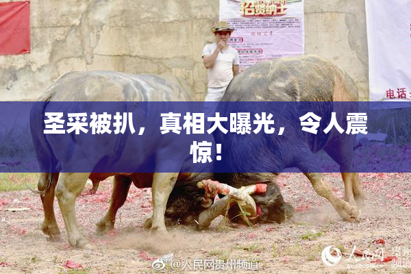 圣采被扒，真相大曝光，令人震惊！