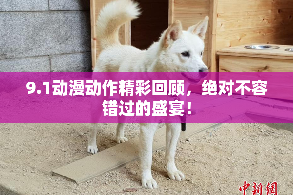 9.1动漫动作精彩回顾，绝对不容错过的盛宴！