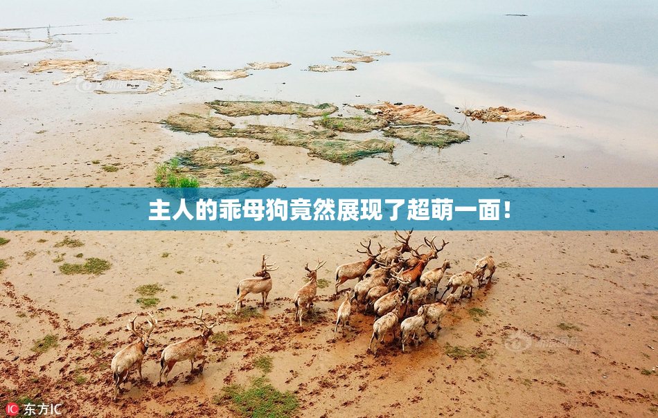 主人的乖母狗竟然展现了超萌一面！