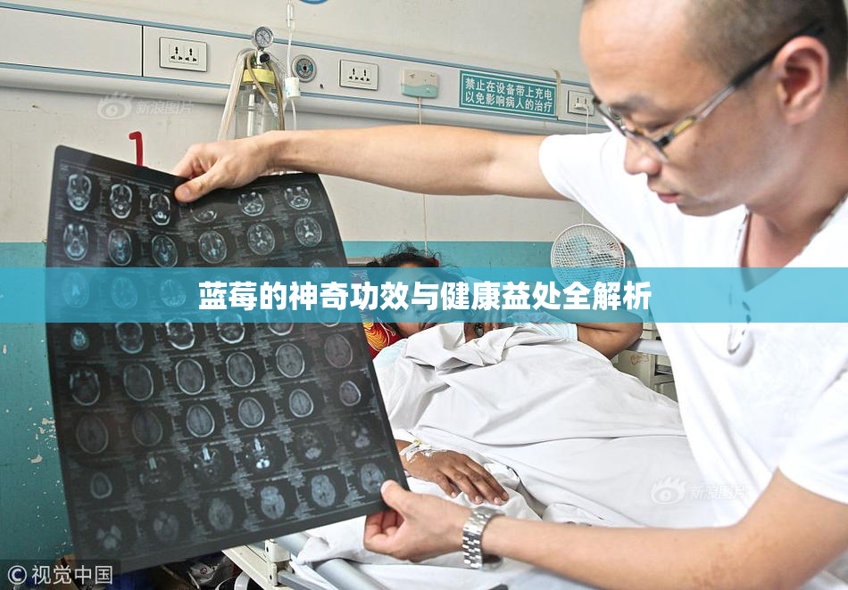 蓝莓的神奇功效与健康益处全解析