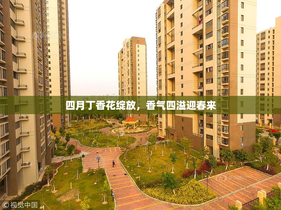 四月丁香花绽放，香气四溢迎春来