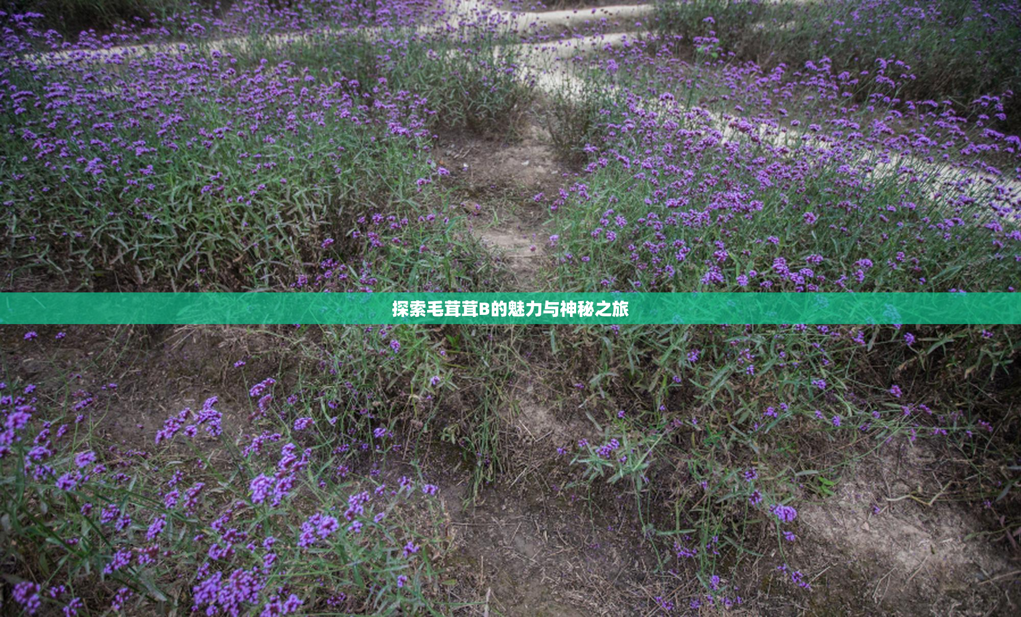 探索毛茸茸B的魅力与神秘之旅