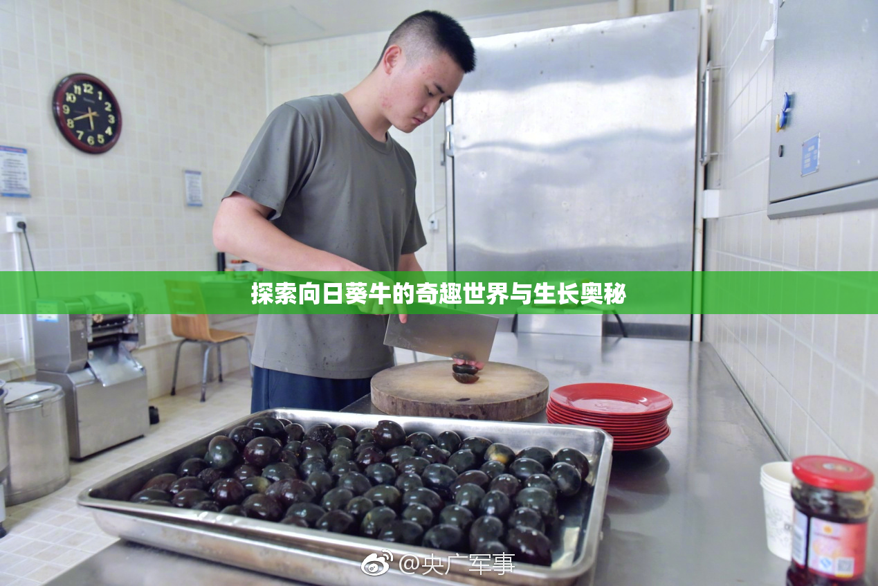 探索向日葵牛的奇趣世界与生长奥秘