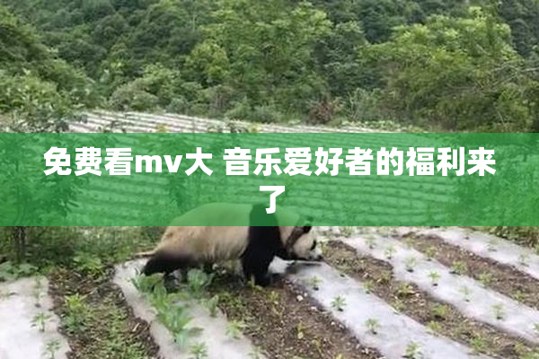 免费看mv大 音乐爱好者的福利来了