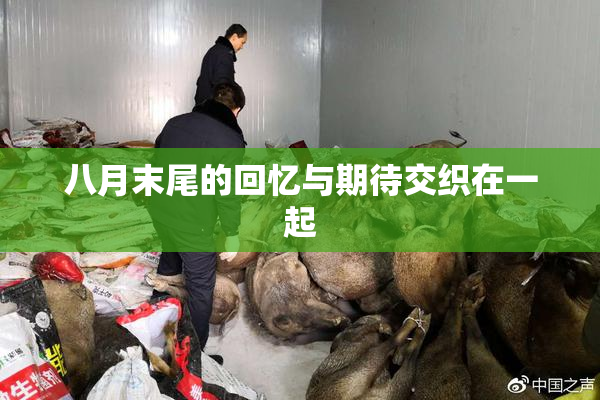八月末尾的回忆与期待交织在一起