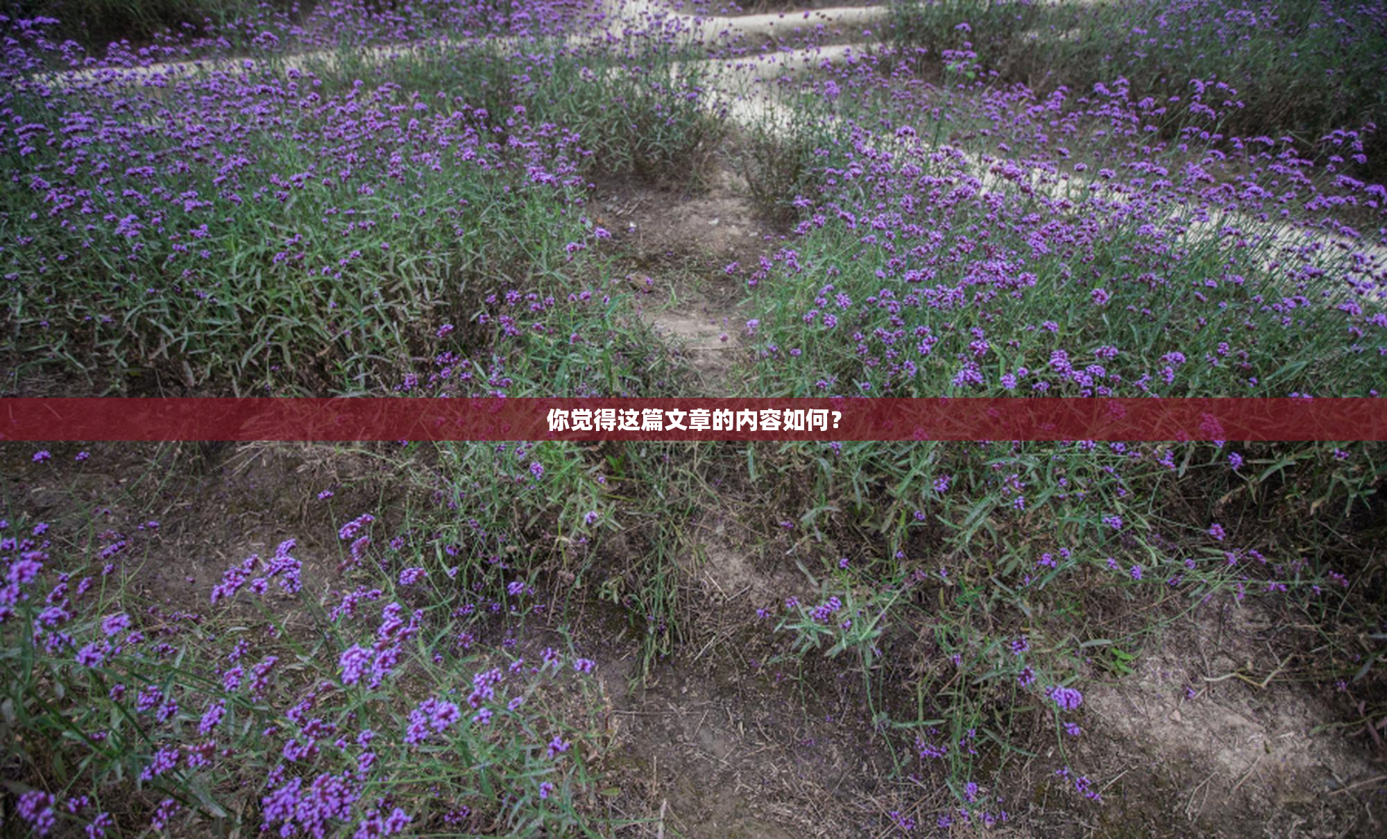 你觉得这篇文章的内容如何？