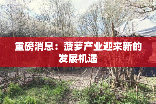 重磅消息：菠萝产业迎来新的发展机遇
