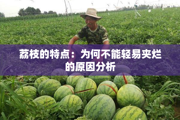 荔枝的特点：为何不能轻易夹烂的原因分析