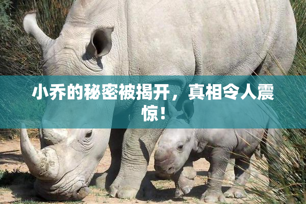 小乔的秘密被揭开，真相令人震惊！
