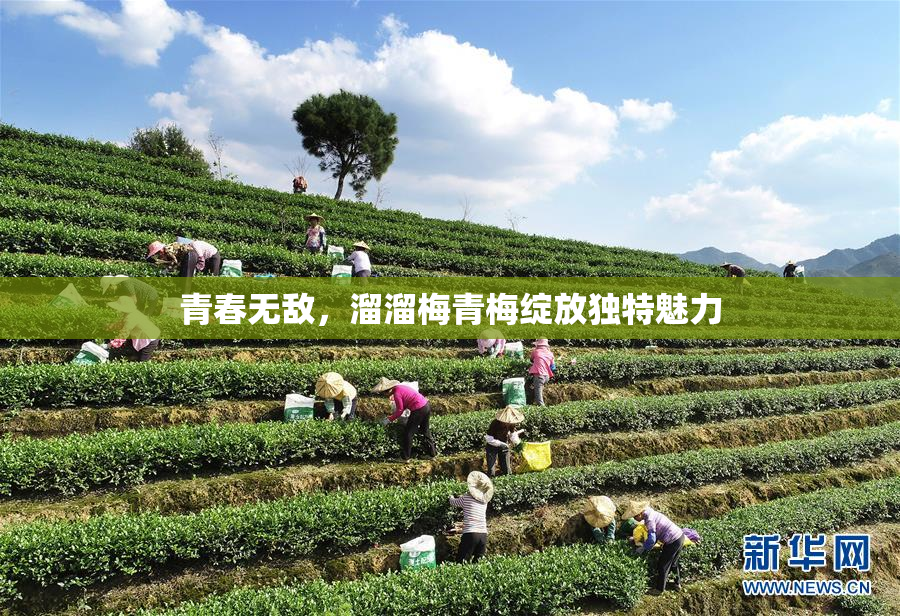 青春无敌，溜溜梅青梅绽放独特魅力