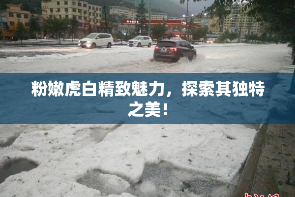 粉嫩虎白精致魅力，探索其独特之美！