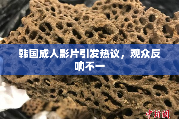 韩国成人影片引发热议，观众反响不一