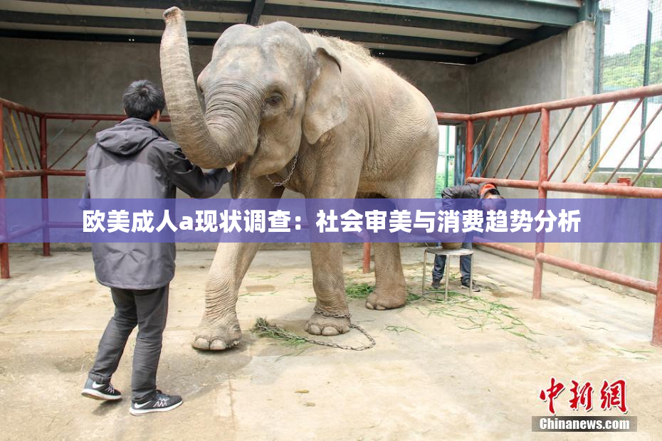 欧美成人a现状调查：社会审美与消费趋势分析