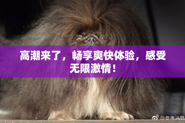 高潮来了，畅享爽快体验，感受无限激情！