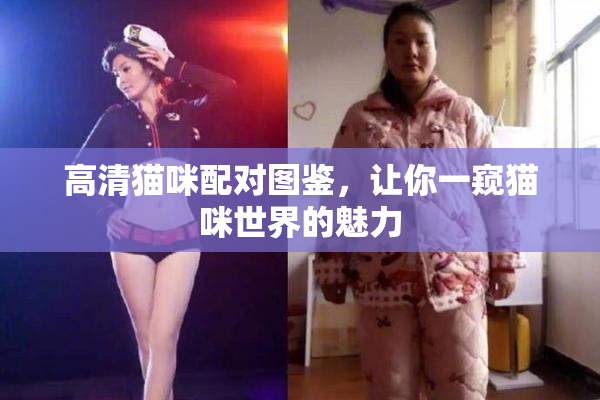 高清猫咪配对图鉴，让你一窥猫咪世界的魅力