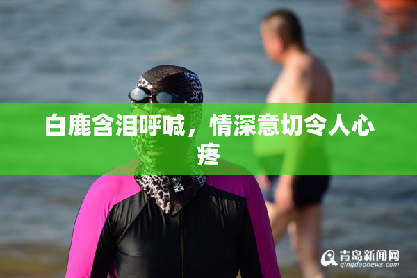 白鹿含泪呼喊，情深意切令人心疼