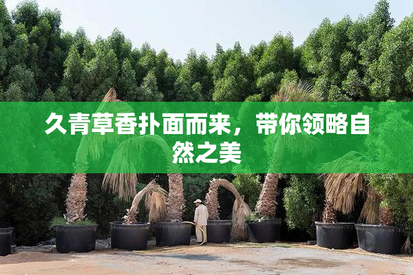久青草香扑面而来，带你领略自然之美
