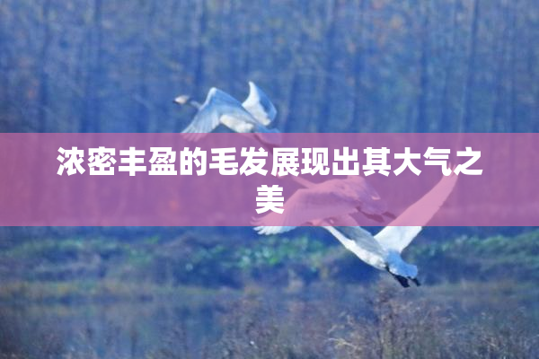 浓密丰盈的毛发展现出其大气之美