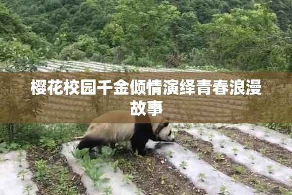 樱花校园千金倾情演绎青春浪漫故事