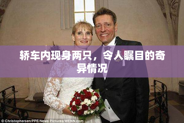 轿车内现身两只，令人瞩目的奇异情况