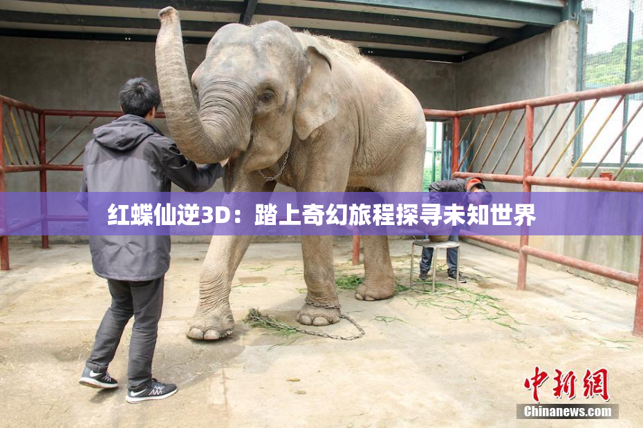 红蝶仙逆3D：踏上奇幻旅程探寻未知世界