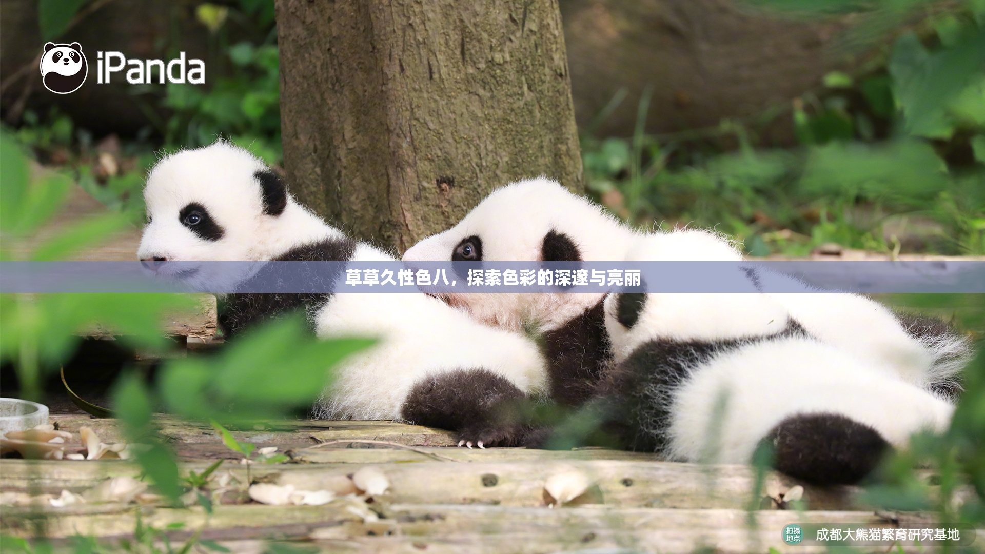 草草久性色八，探索色彩的深邃与亮丽