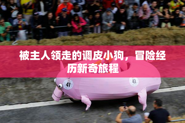 被主人领走的调皮小狗，冒险经历新奇旅程