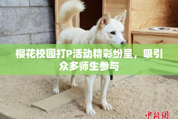 樱花校园打P活动精彩纷呈，吸引众多师生参与