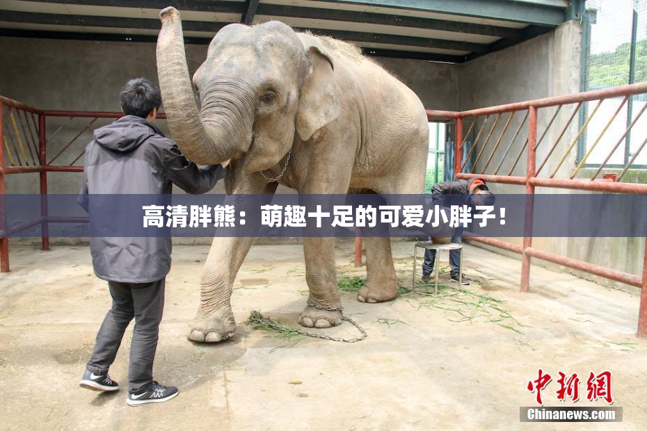 高清胖熊：萌趣十足的可爱小胖子！