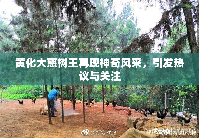 黄化大慈树王再现神奇风采，引发热议与关注