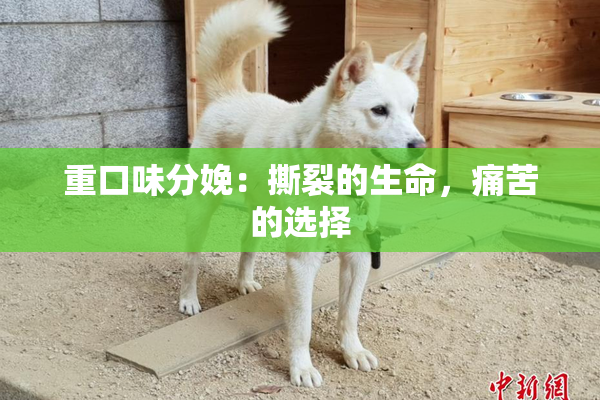 重口味分娩：撕裂的生命，痛苦的选择