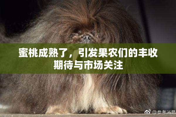 蜜桃成熟了，引发果农们的丰收期待与市场关注