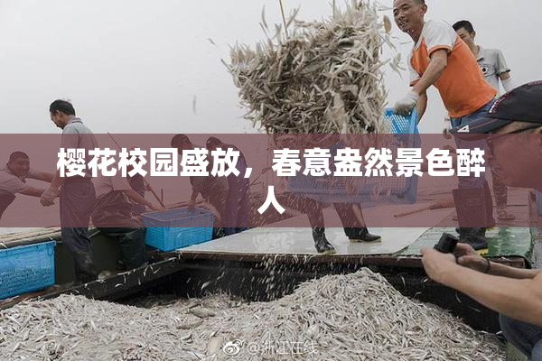 樱花校园盛放，春意盎然景色醉人