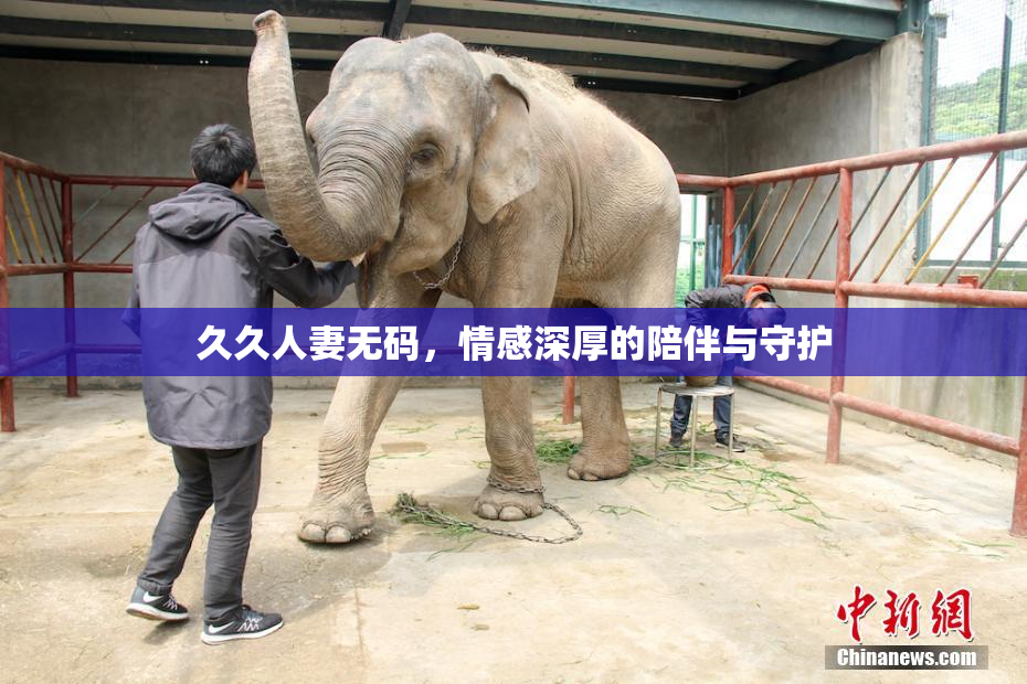 久久人妻无码，情感深厚的陪伴与守护