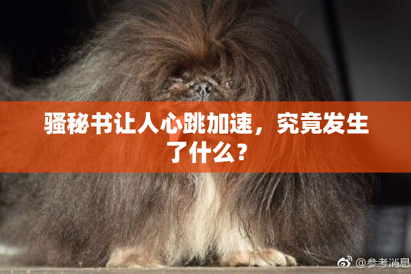 骚秘书让人心跳加速，究竟发生了什么？