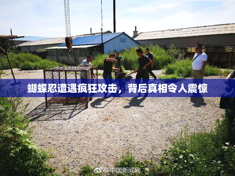蝴蝶忍遭遇疯狂攻击，背后真相令人震惊