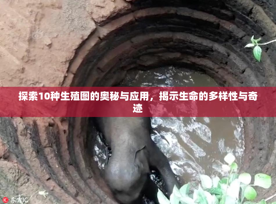 探索10种生殖图的奥秘与应用，揭示生命的多样性与奇迹