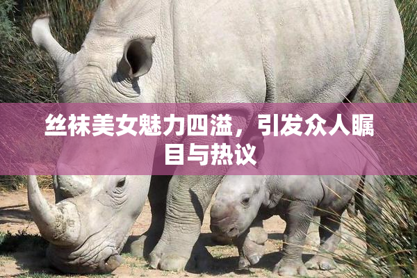 丝袜美女魅力四溢，引发众人瞩目与热议
