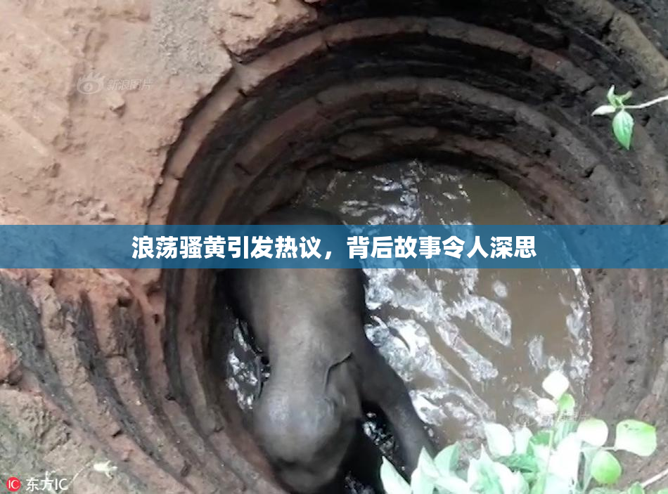 浪荡骚黄引发热议，背后故事令人深思