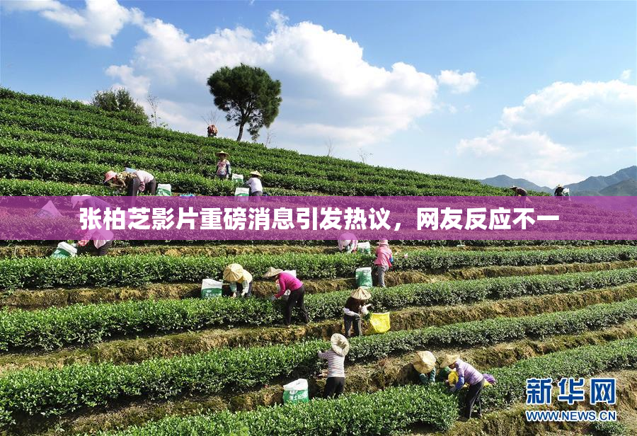 张柏芝影片重磅消息引发热议，网友反应不一