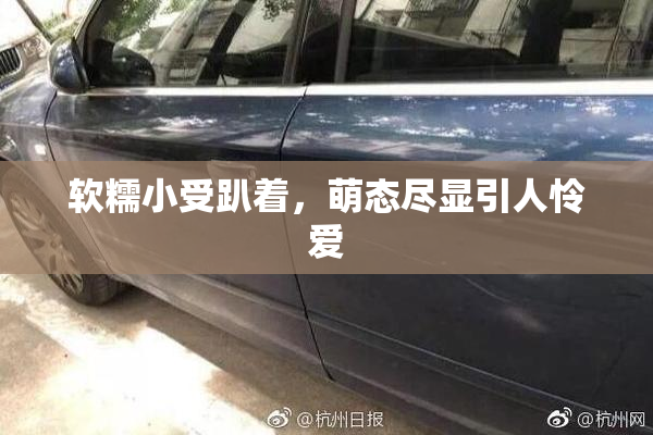 软糯小受趴着，萌态尽显引人怜爱