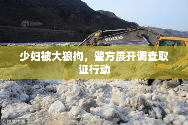 少妇被大狼拘，警方展开调查取证行动