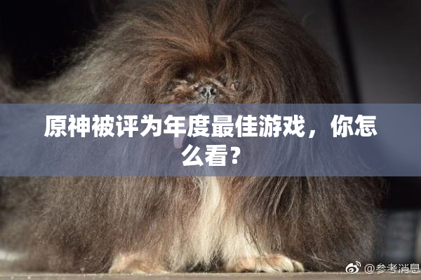 原神被评为年度最佳游戏，你怎么看？