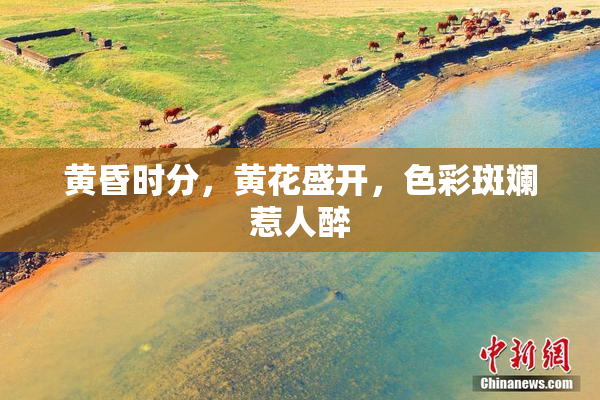 黄昏时分，黄花盛开，色彩斑斓惹人醉