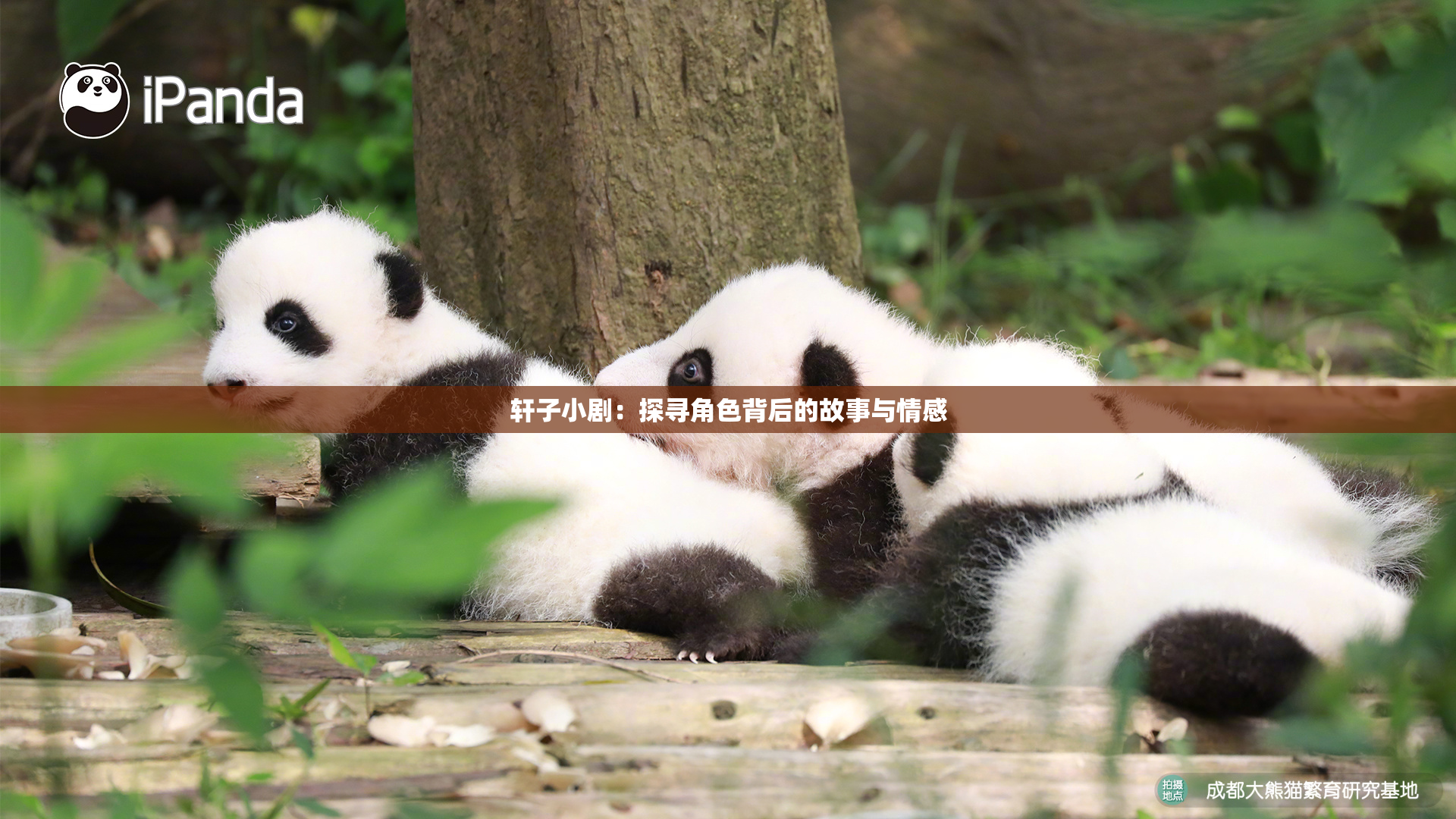 轩子小剧：探寻角色背后的故事与情感