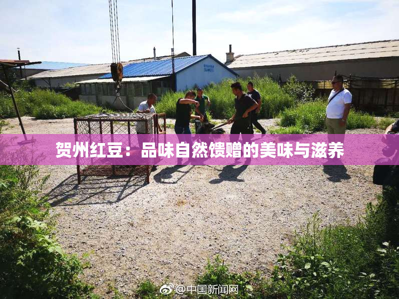 贺州红豆：品味自然馈赠的美味与滋养